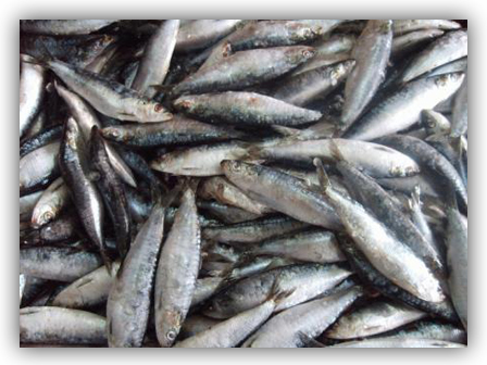 sardina congelada